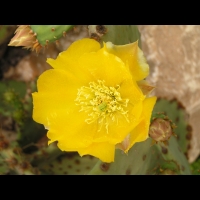 Opuntia Haematocarpa (fam Cactacees) (Sud des USA) (03)